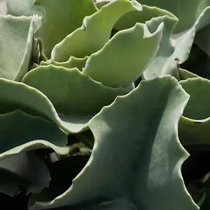 Casa Ulivo Agave At My Place Favignana